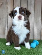 Australische herder pups aussi australien Shepherd puppy, Dieren en Toebehoren, België, Rabiës (hondsdolheid), 8 tot 15 weken