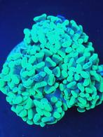 Groene hamer koraal, Vis, Zoutwatervis