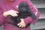 Labradoodle pups klein blijvend, België, 8 tot 15 weken, Meerdere, Meerdere dieren
