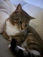 MET SPOED opzoek naar huisje, Kater