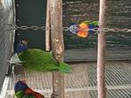 Lori vd blauwe bergen, Dieren en Toebehoren, Vogels | Parkieten en Papegaaien, Geslacht onbekend, Papegaai, Geringd