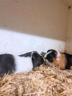 Cavia beer cavia man, Dieren en Toebehoren, Knaagdieren, Augustus, Mannelijk, Cavia