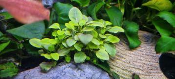 Lobelia beschikbaar voor biedingen