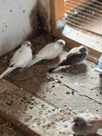 Bonte diamant duifjes, Meerdere dieren