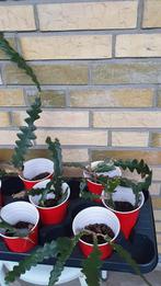 Selenicereus Anthonyanus of Epiphyllum Anguliger zaag cactus, Huis en Inrichting, Kamerplanten, Ophalen of Verzenden, Minder dan 100 cm