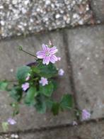 bloeiend rotstuin plantje, Tuin en Terras, Planten | Tuinplanten, Zomer, Ophalen of Verzenden