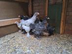Jonge brahma's blauw grijs zwart, Dieren en Toebehoren, Pluimvee, Geslacht onbekend, Kip