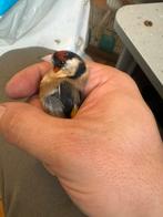 Parva Puter, Dieren en Toebehoren, Vogels | Overige Vogels, Vrouwelijk, Tropenvogel, Geringd