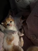 Turkse angora kruizing kittens, Dieren en Toebehoren, Katten en Kittens | Raskatten | Langhaar, Ontwormd