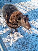 Blauwe texelaar stamboek ram van 2023, Mannelijk, Schaap