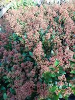 Skimmia planten 30-40 cm, Vaste plant, Halfschaduw, Herfst, Ophalen