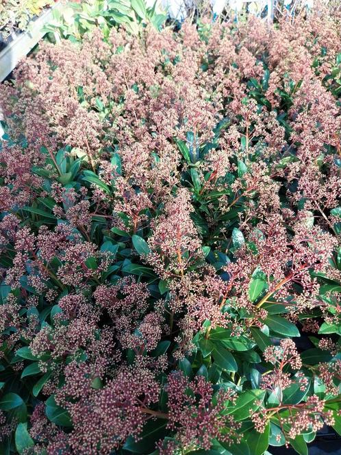 Skimmia planten 30-40 cm, Tuin en Terras, Planten | Tuinplanten, Vaste plant, Overige soorten, Halfschaduw, Herfst, Ophalen
