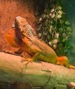 Iguana Iguana leguaan Rood, Dieren en Toebehoren, Reptielen en Amfibieën, Slang