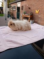 Cavia beer Langhaar, Dieren en Toebehoren, Mannelijk, Tam, Maart, Cavia