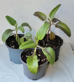 Kalanchoe Daigremontiana., Ophalen of Verzenden, Overige soorten, Minder dan 100 cm
