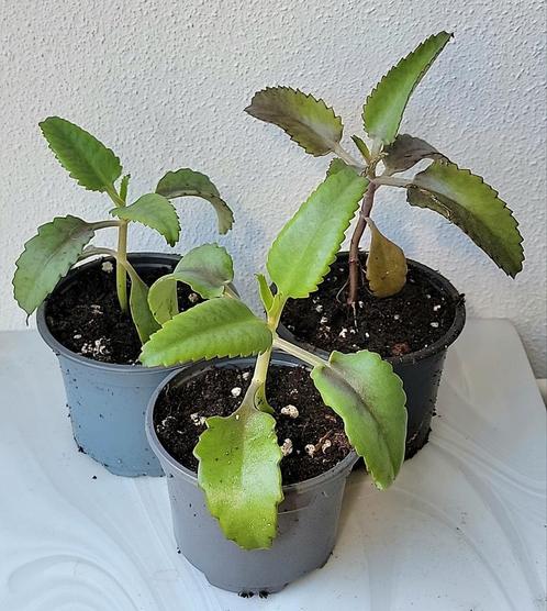 Kalanchoe Daigremontiana., Huis en Inrichting, Kamerplanten, Overige soorten, Minder dan 100 cm, Ophalen of Verzenden