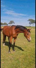 2.5 jarige KWPN merrie V. Expectation PS x Lord Leatherdale, Dieren en Toebehoren, Paarden, Merrie, Gechipt, Dressuurpaard, 3 tot 6 jaar