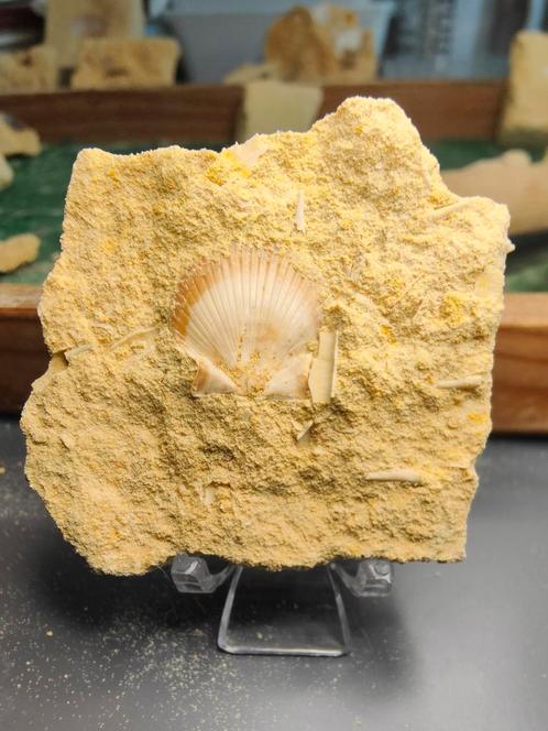 Fossiele schelp (Neithea Reg.) – Sibbergroeve, Laat-Krijt, Verzamelen, Mineralen en Fossielen, Fossiel, Ophalen of Verzenden