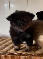 Super lieve enthousiaste vrolijke pomchi puppy’s, Dieren en Toebehoren, Overige rassen, Meerdere, Meerdere dieren, Nederland