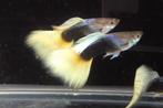 Yellow tail tuxedo guppy, Dieren en Toebehoren, Vissen | Aquariumvissen, Vis, Zoetwatervis