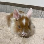 Konijntjes super lief en super tam., Meerdere dieren