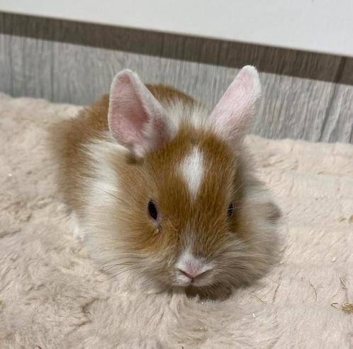 Konijntjes super lief en super tam., Dieren en Toebehoren, Konijnen, Meerdere dieren