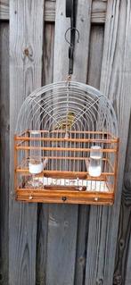 Bastaard zangvogel, Dieren en Toebehoren, Mannelijk