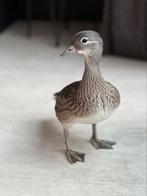 Mandarijn eendje (vrouw), Dieren en Toebehoren, Pluimvee, Vrouwelijk, Eend