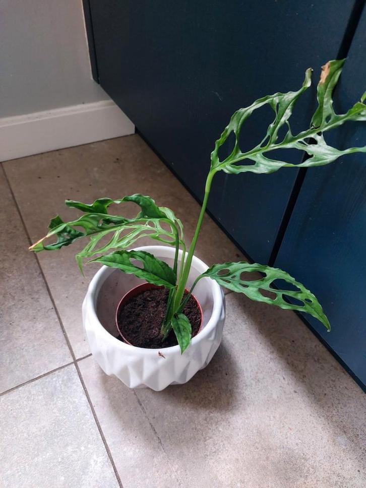 Monstera Peru - Prachtige Kamerplant, Huis en Inrichting, Kamerplanten, Overige soorten, Minder dan 100 cm, Groene kamerplant