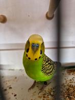 Kleur grasparkieten - bush budgies, Dieren en Toebehoren, Vogels | Parkieten en Papegaaien, Meerdere dieren, Parkiet