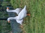 Witte boerennganzen, Dieren en Toebehoren, Pluimvee, Meerdere dieren, Gans of Zwaan