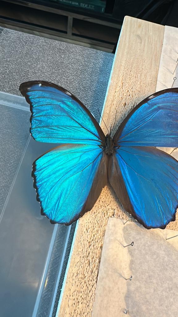 Morpho didius (Vlinder) ongeprepareerd en talloze andere!, Dieren en Toebehoren, Insecten en Spinnen, Vlinders of Rupsen