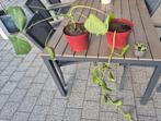 3 planten te koop, Ophalen of Verzenden, Halfschaduw, Minder dan 100 cm