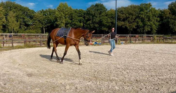 Verzorgpaard gezocht! Omgeving Nijkerk, Dieren en Toebehoren, Paarden en Pony's | Overige Paardenspullen, Ophalen