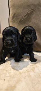 Engelse cocker spaniël pups te koop, Dieren en Toebehoren, Overige rassen, 8 tot 15 weken, Meerdere, Meerdere dieren