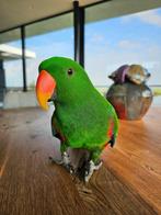 Edelpapegaai mannetje 1,5 jaar – incl. kooien en javabomen, Dieren en Toebehoren, Vogels | Parkieten en Papegaaien, Mannelijk
