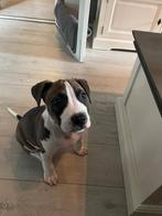 Stafford te koop, Dieren en Toebehoren, Augustus, Mannelijk