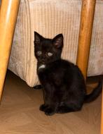 Kitten ragdoll X buurpoes - kater (+toebehoren), Dieren en Toebehoren, Katten en Kittens | Overige Katten, Kater, Langharig, 0 tot 2 jaar