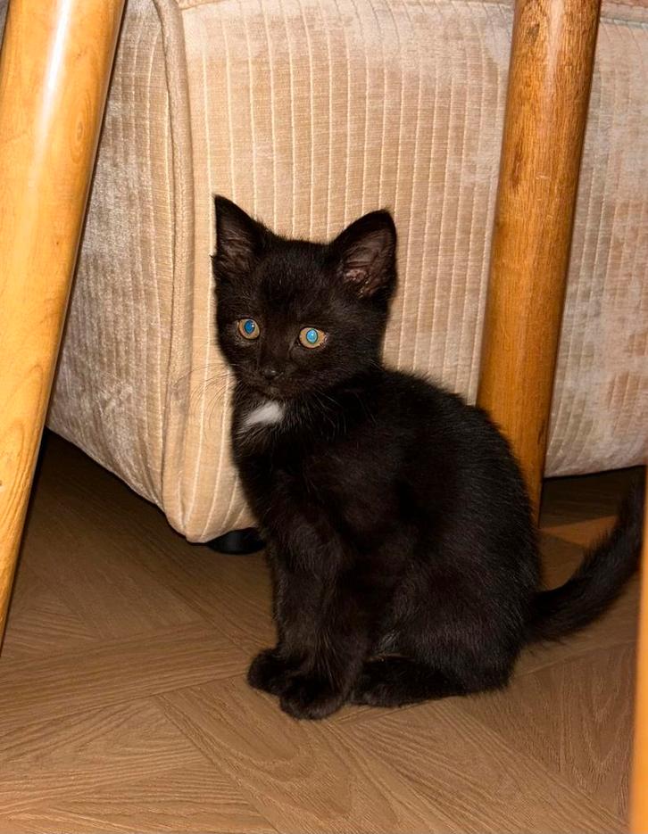 Kitten ragdoll X buurpoes - kater (+toebehoren), Dieren en Toebehoren, Katten en Kittens | Overige Katten, Langharig, Kater, 0 tot 2 jaar