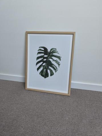 Schilderij met monstera blad en houten lijst beschikbaar voor biedingen