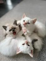 Britse korthaar x Siamese kittens, Dieren en Toebehoren, Katten en Kittens | Raskatten | Korthaar, Meerdere dieren, Ontwormd, 0 tot 2 jaar