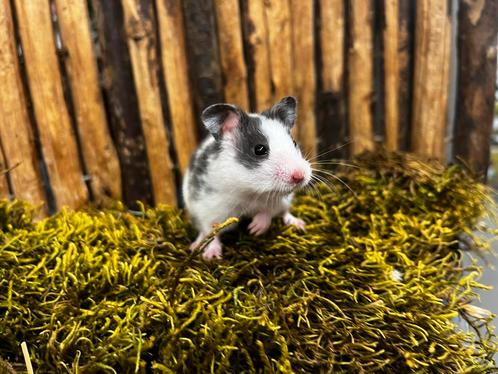 Jonge tamme goudhamsters ,vrouw rechtstreeks van de fokker, Dieren en Toebehoren, Knaagdieren, Vrouwelijk, Hamster, Juli, Tam