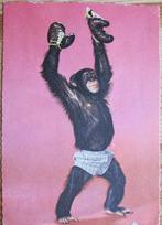 aap verkleed als bokser - zeventiger jaren, Verzenden, 1960 tot 1980, Gelopen, Wild dier