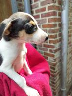 boerenfox pups, Dieren en Toebehoren, België, Particulier, Overige rassen, CDV (hondenziekte)