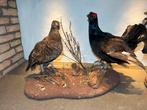 Taxidermie opgezet Korhoender koppel UNIEK TOPSTUK, Ophalen of Verzenden, Zo goed als nieuw, Vogel, Opgezet dier