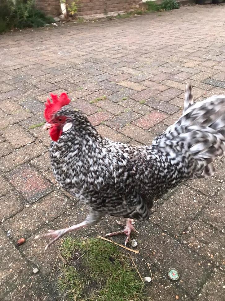 Prachtige haan, Friese Koekoek, Dieren en Toebehoren, Pluimvee, Kip, Mannelijk