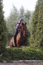 Wij hebben diverse lease paarden en pony's beschikbaar!, Ophalen of Verzenden