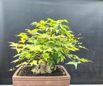 Bonsai startplanten, Tuin en Terras, Planten | Bomen, Bloeit niet, Halfschaduw, Overige soorten, Minder dan 100 cm