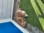 2 jonge dwerg konijntjes, Meerdere dieren