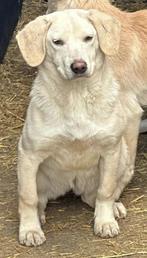 PATRICIA VRIENDELIJK, JONG, TEEFJE, kruising Beagle in asiel, Dieren en Toebehoren, Honden | Niet-rashonden, Particulier, Rabiës (hondsdolheid)